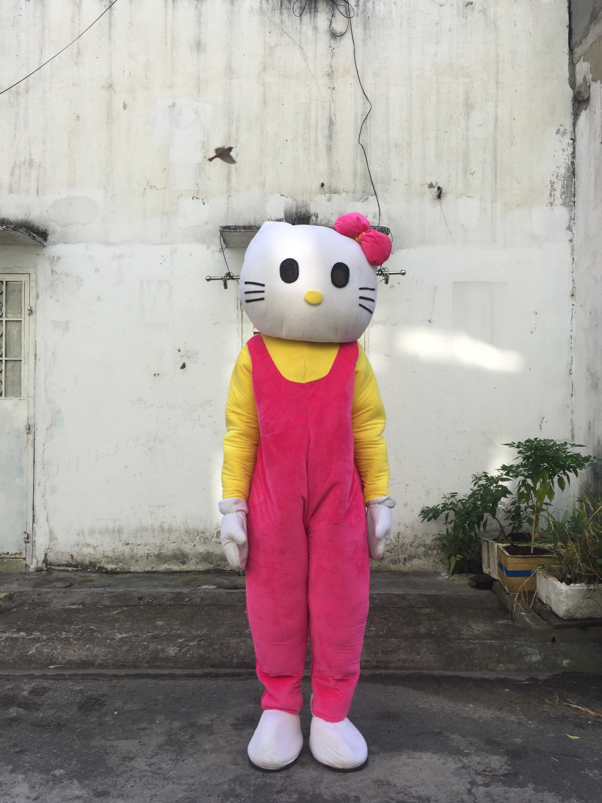 cho thuê mascot mèo kitty giá rẻ